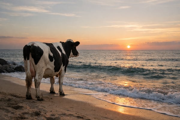 A cow on a beach looking out into the open sea contemplating its decisions that led it to this point in its life-1